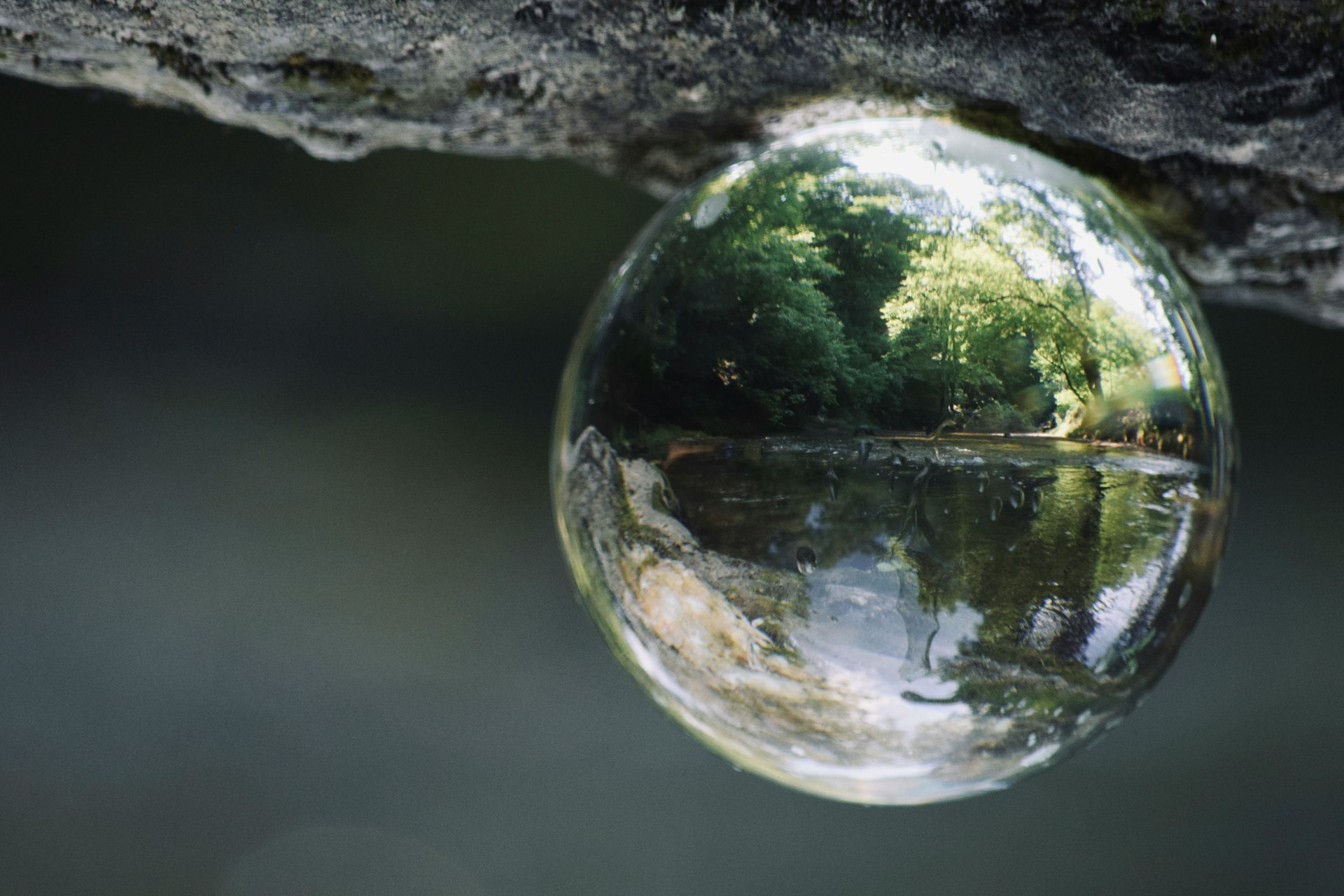 a drop of water sitting on top of a tree branch